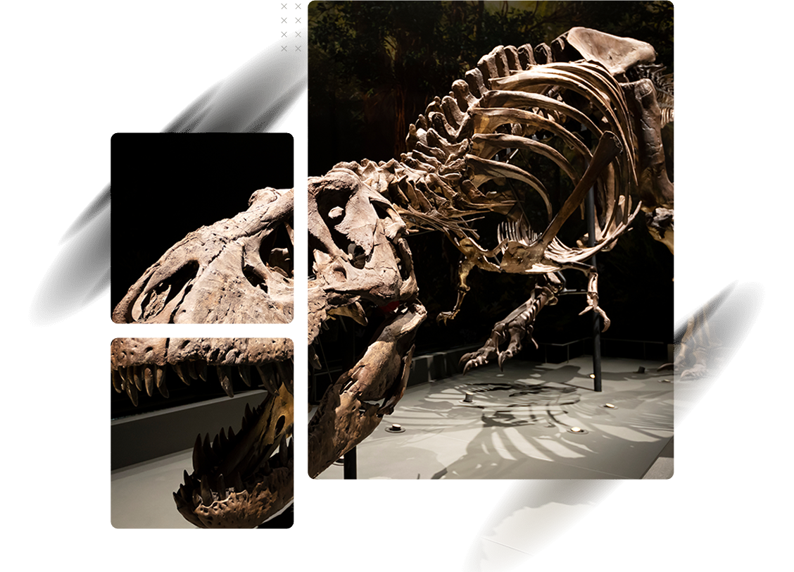 dinosaur