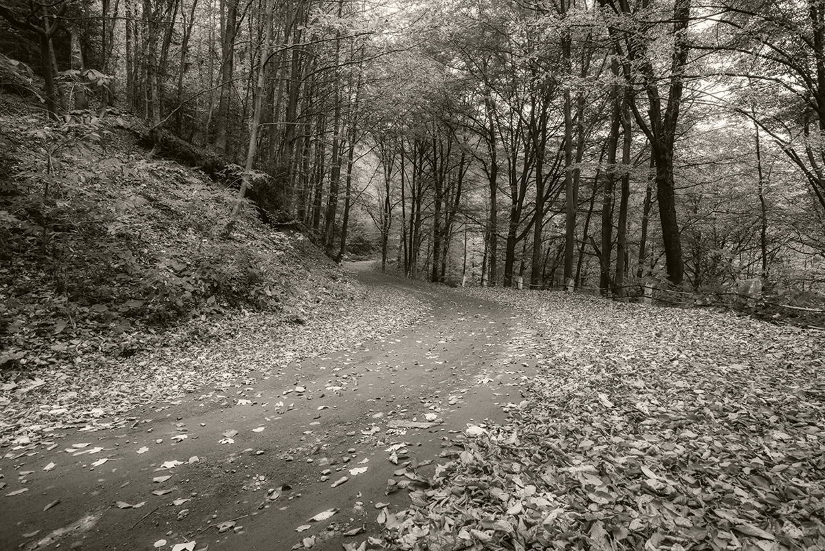 Fall foilage 1